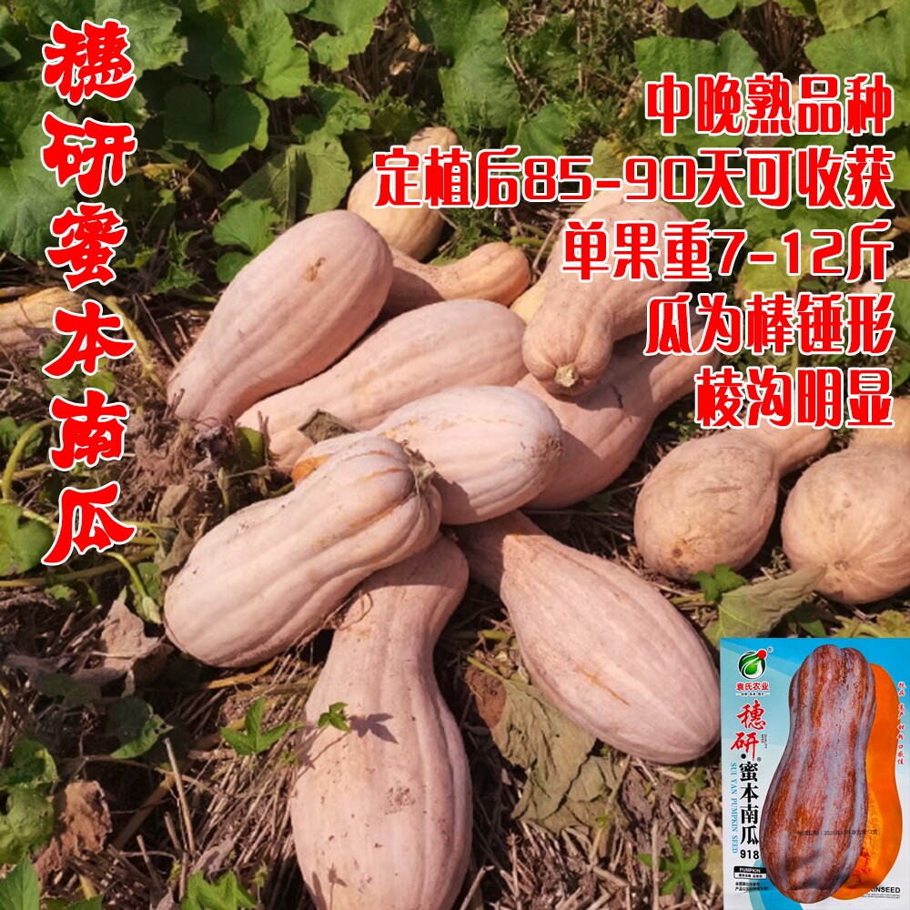 穗研蜜本南瓜种子超甜超粉面蜜早南瓜籽早熟高产香糯四季蔬菜种子