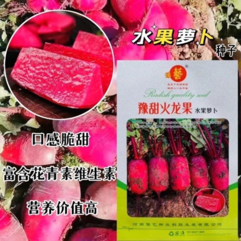 豫艺豫甜火龙果萝卜种子红皮红肉正宗红心水果萝卜籽种子秋播蔬菜