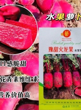 豫艺豫甜火龙果萝卜种子红皮红肉正宗红心水果萝卜籽种子秋播蔬菜