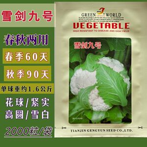 津耘雪剑九号雄性杂交花椰菜种子菜花球高圆雪白紧实春秋两用花菜