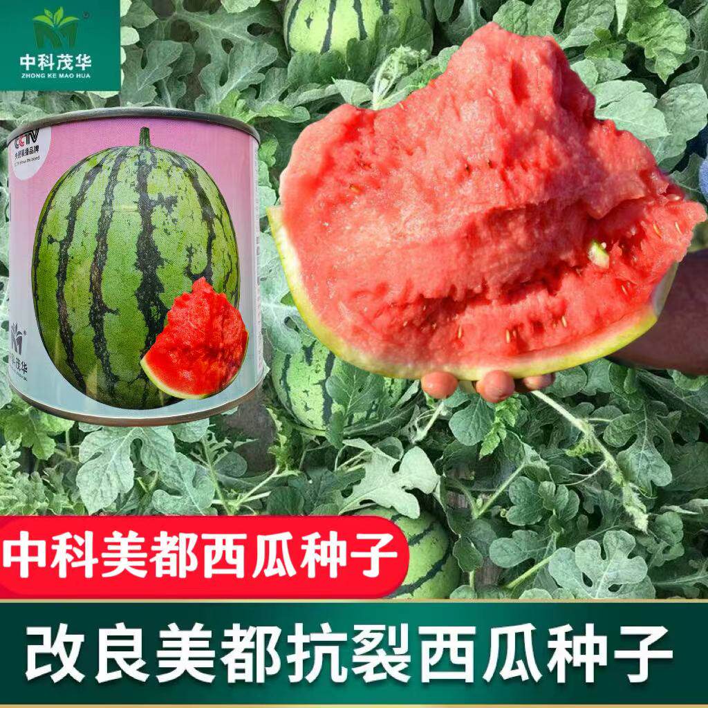 中科美都西瓜红瓤脆甜多汁耐裂