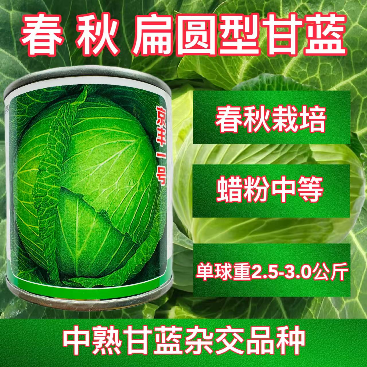 京丰一号杂交中熟甘蓝种子大田基地种植叶球紧实扁圆抗病包菜种子