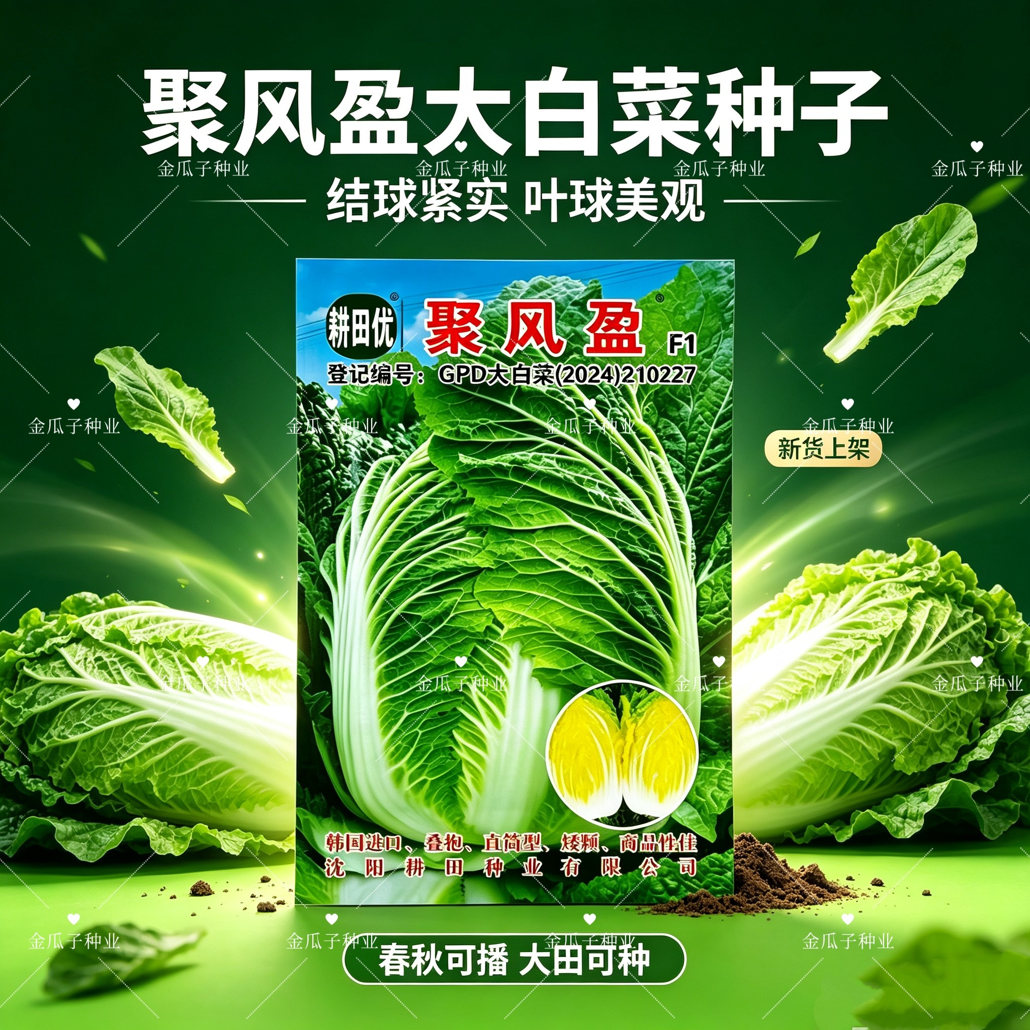 韩国进口聚风盈大白菜种子大颗黄心超矮颗抗病原装正品秋白菜种子