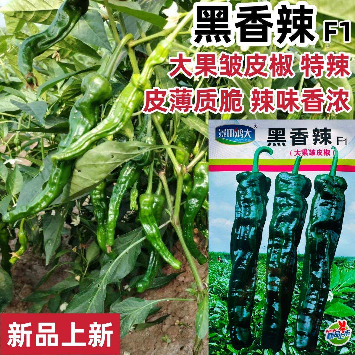 黑香辣大果皱皮椒种子超辣椒种子黑亮皱皮辣椒皱皱椒种籽香辣薄皮