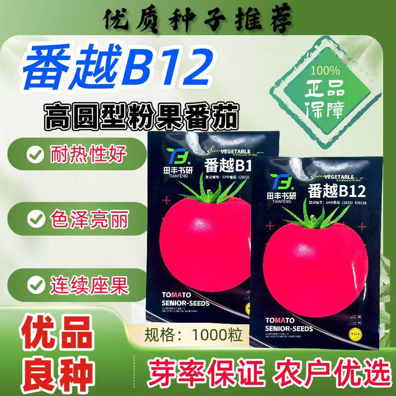 番越B12无限生长型粉红番茄种子中早熟果实高圆硬度好耐热耐低湿
