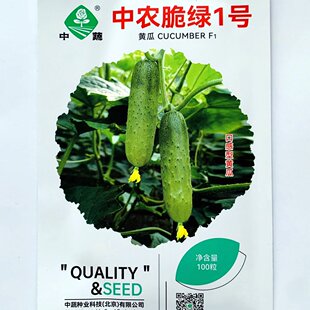 中农脆绿1号杂交黄瓜种子抗病早熟口感好雌性黄瓜种籽春秋播