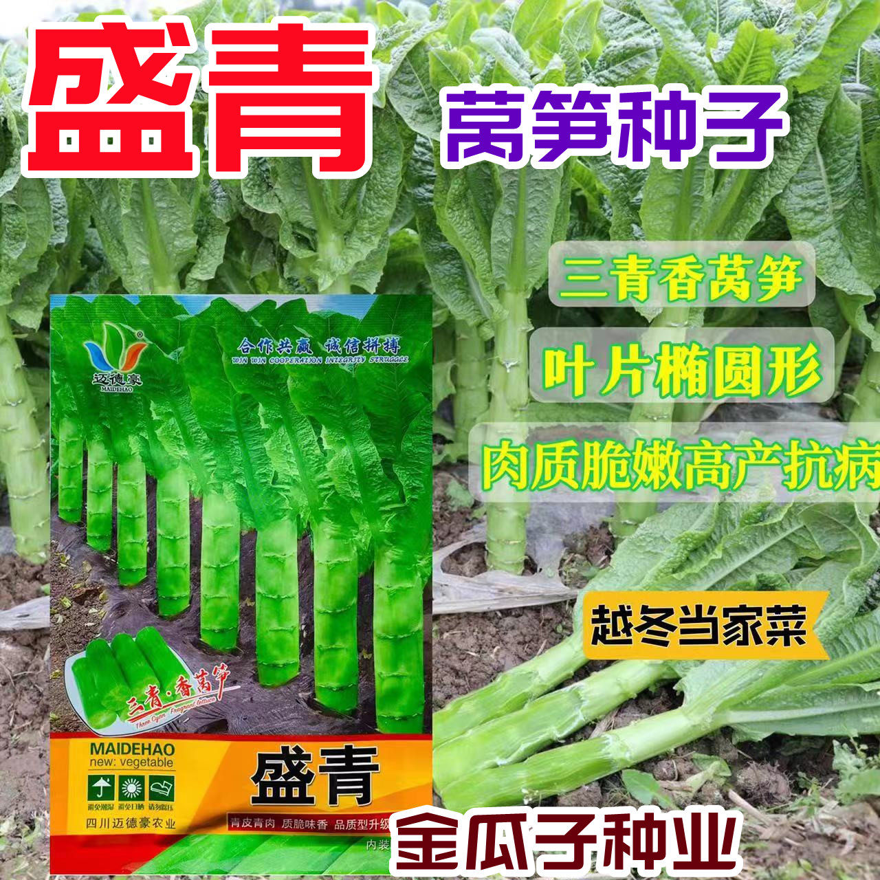 盛青三青皮椭圆叶莴笋种子青皮青肉香莴笋超香脆耐寒秋冬蔬菜种孑