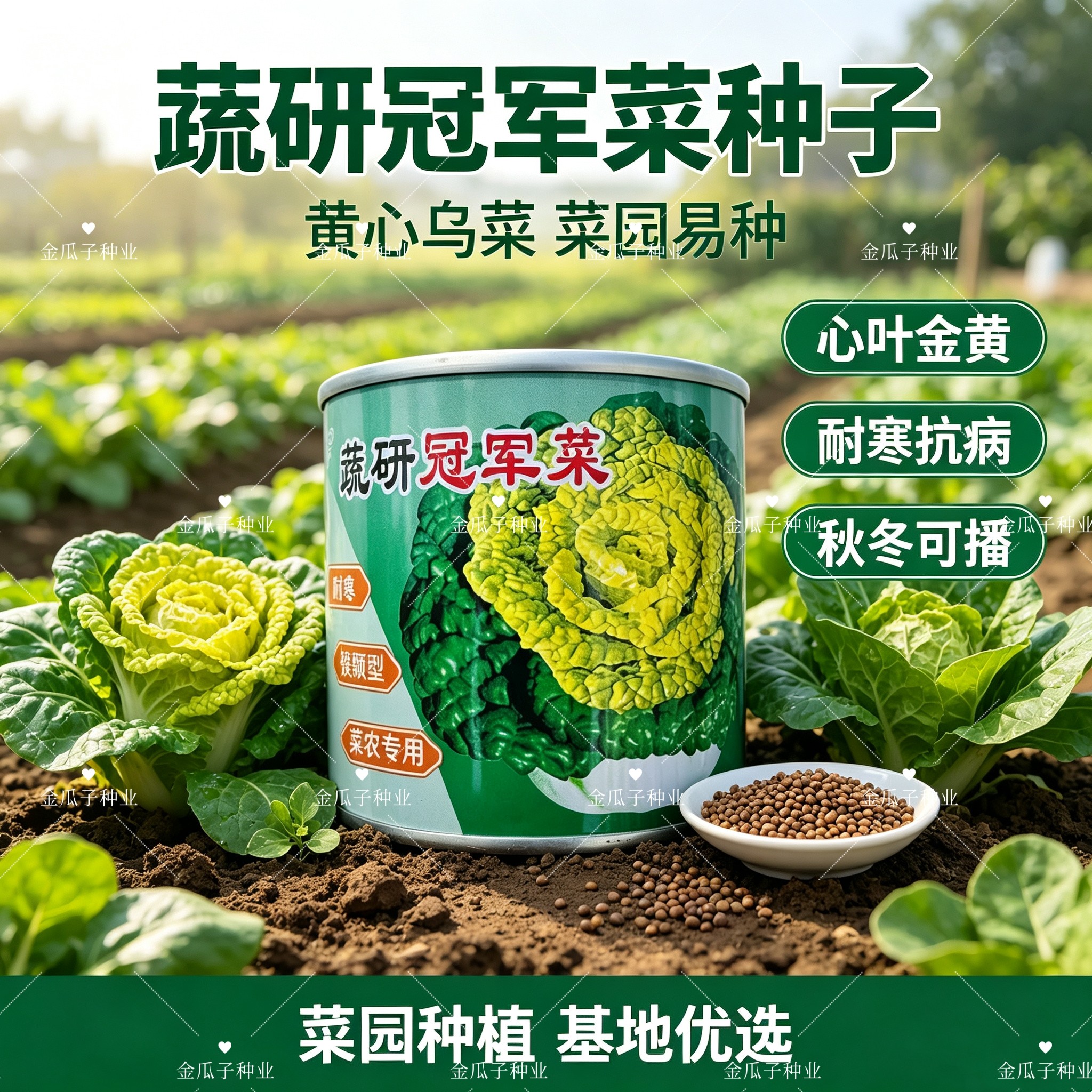 蔬研冠军黄心乌塌菜种子耐寒矮颗型叶柄短平纯白纤维少口感好秋播