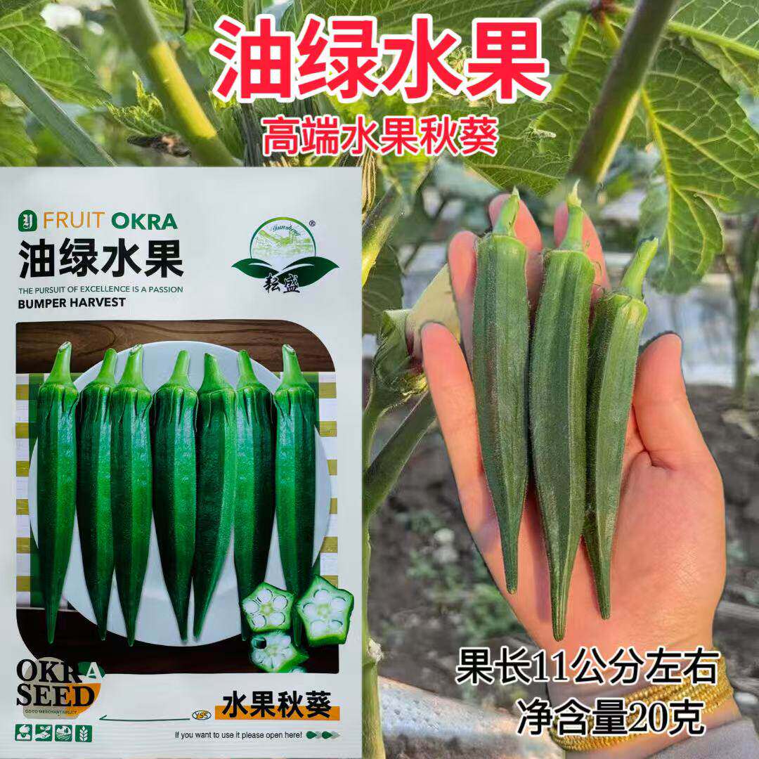 油绿水果秋葵种子杂交一代早熟易坐果高产抗病果实清甜脆嫩秋葵种