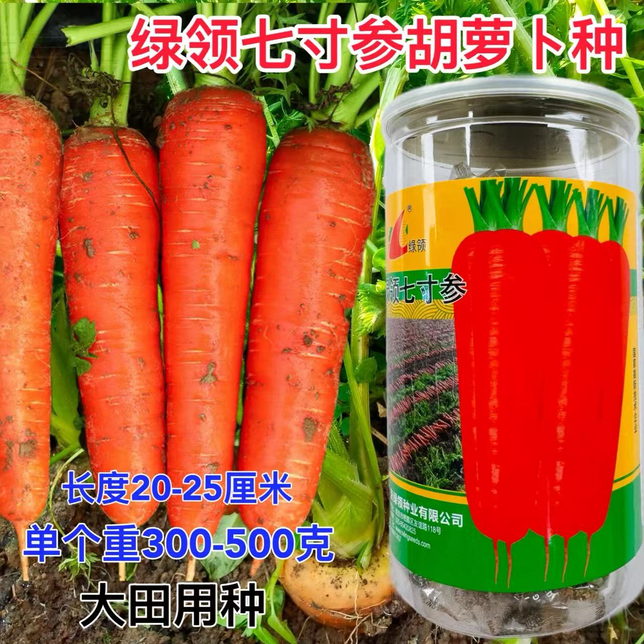 绿领七寸参胡萝卜种子 红皮红心脆甜七寸胡萝卜 秋季大田播种蔬菜