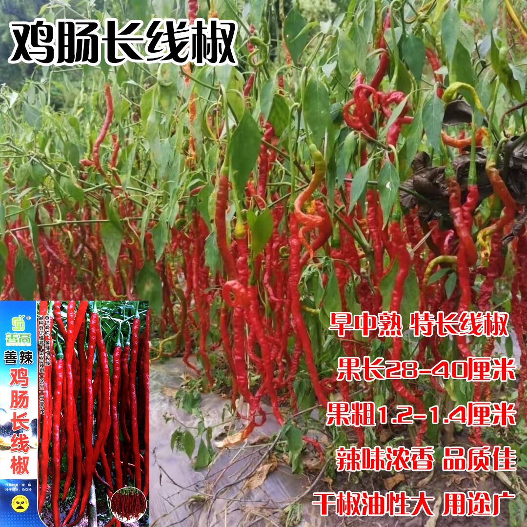 善辣鸡肠长线椒种子贵州细长线椒种籽皮薄微皱辣味浓高产线椒种子