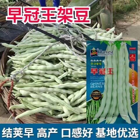 早冠王架豆蔬菜种子春秋早熟高产无筋豆角菜豆种籽老来少白不老籽