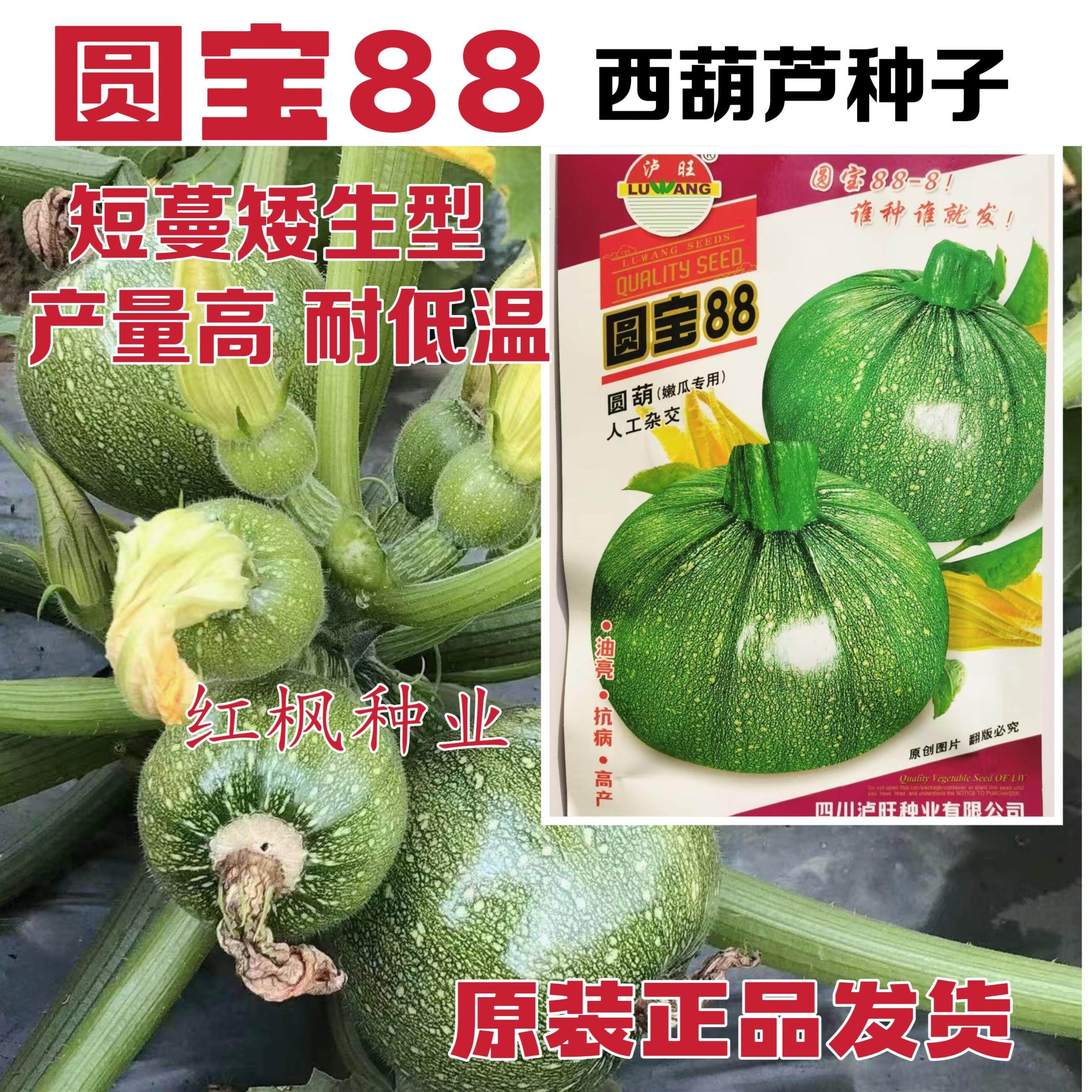 圆宝88西葫芦种子短蔓矮生型原形嫩瓜种籽耐低温产量高春秋播种子