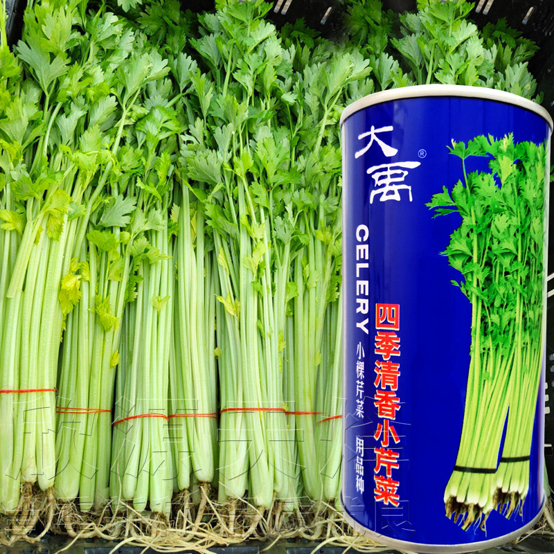 清香小芹菜种子高产四季小香芹夏季耐热春季秋山芹蔬菜籽大田种籽