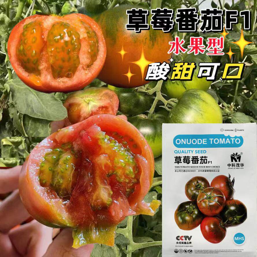 草莓番茄种子超甜抗病高产美观