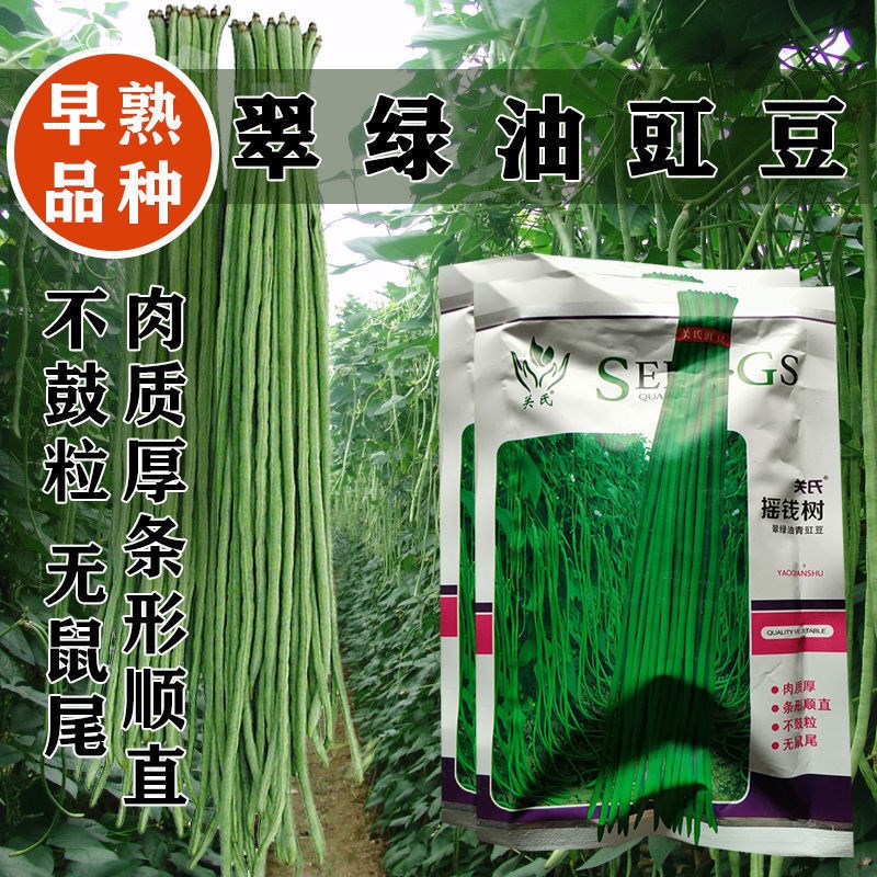 关氏摇钱树种子翠绿油青虹豆种籽耐寒耐热抗病春夏播大田种植种孑
