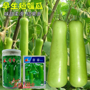 青帝瓠瓜种子短圆筒形柔嫩香甜抗病高产青春瓠子种子大绿色清香籽