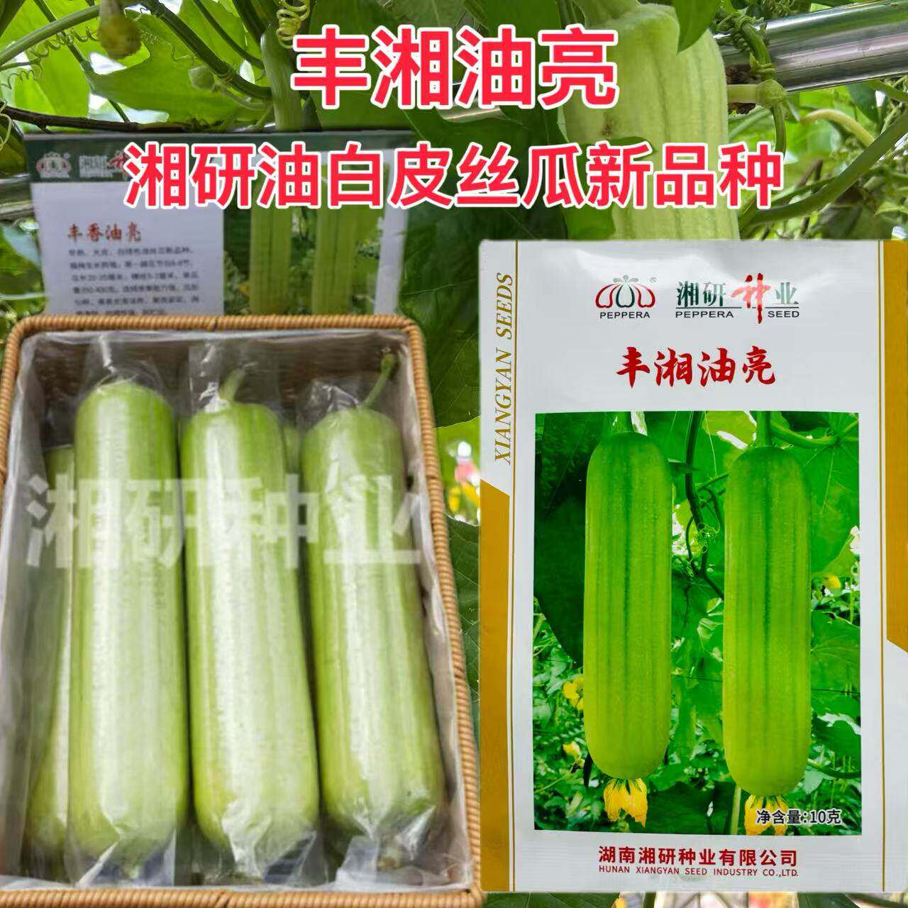 丰湘油亮奶油白丝瓜奶油种子新品种果肉紧实肉质清甜抗病性强10克
