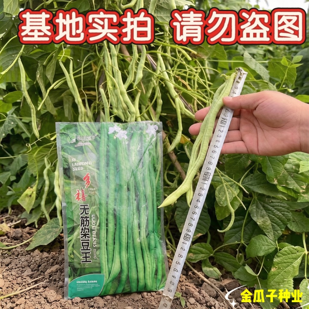 多禧无筋架豆王种子中早熟分枝多抗病品质鲜嫩四季豆芸豆种籽春秋