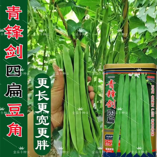 青锋剑四扁扁豆种籽青绿架芸豆种子春秋早熟抗病高产豆角蔬菜种孑