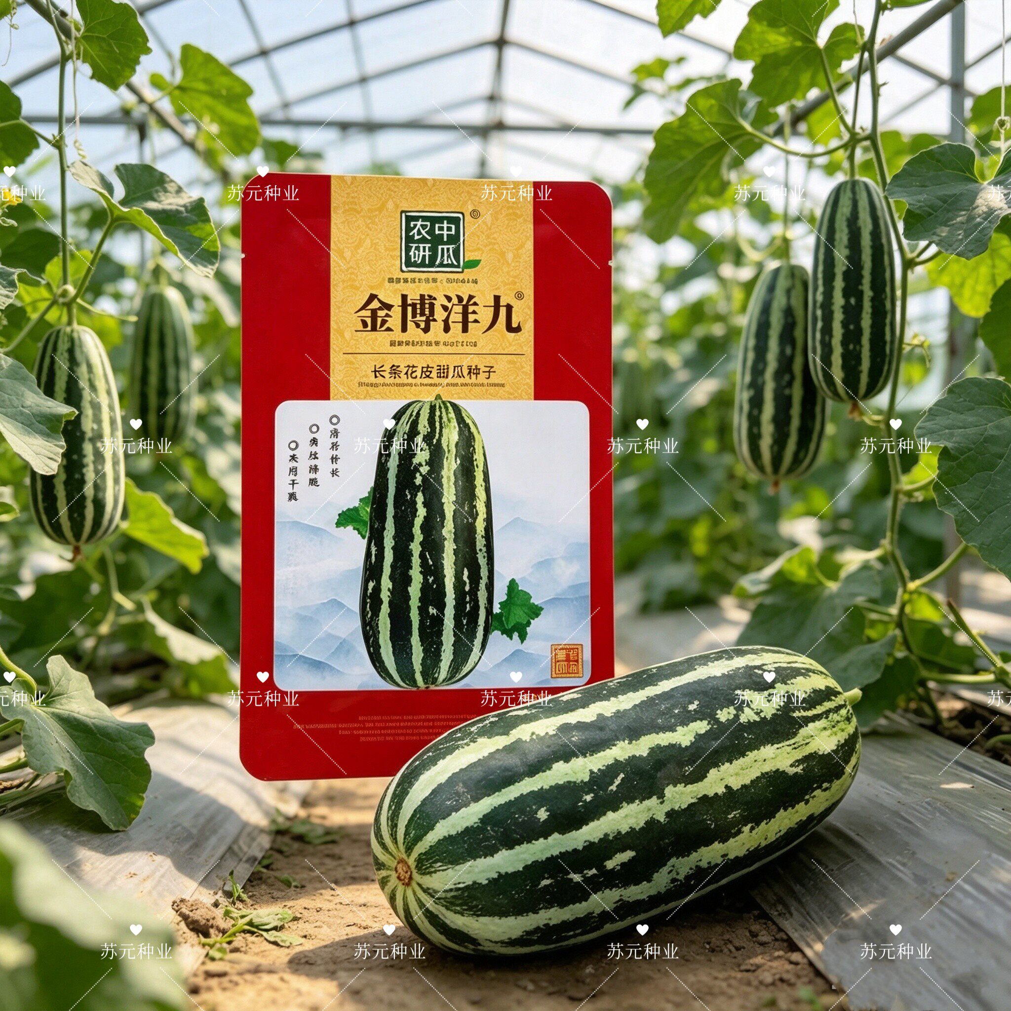 金博洋九薄皮杂交甜瓜种子厚肉黄绿色果肉酥瓜种籽酥脆香甜大田孑