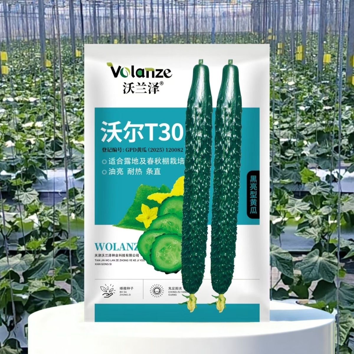 沃兰泽沃尔T30黄瓜种子杂交籽中熟强雌型瓜皮深绿色刺白色黄瓜种