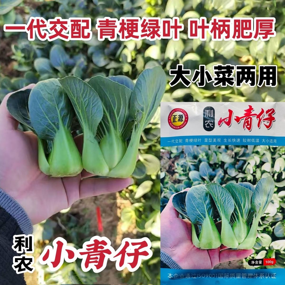 广东和利农小青仔种子四季矮椒小颗上海青青菜种子靓仔小青菜种子