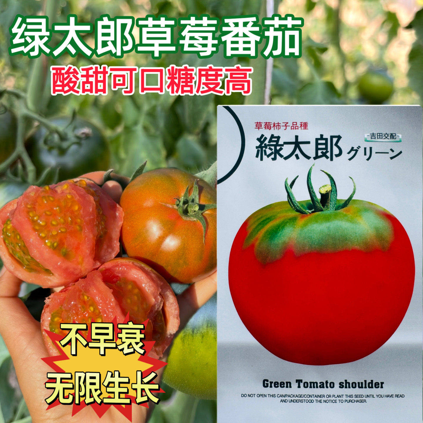 绿太郎番茄草莓柿子带绿肩西红柿种子日本引进高抗病深粉红口感好