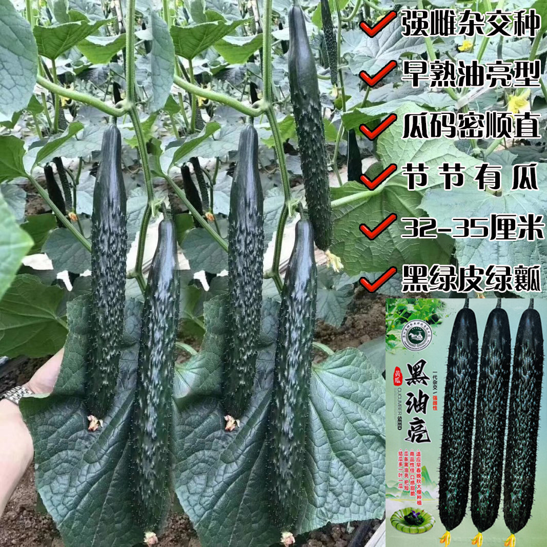 黑油亮黄瓜种子绿心绿肉高产油亮密刺夏秋耐热瓜籽四季种籽青瓜籽