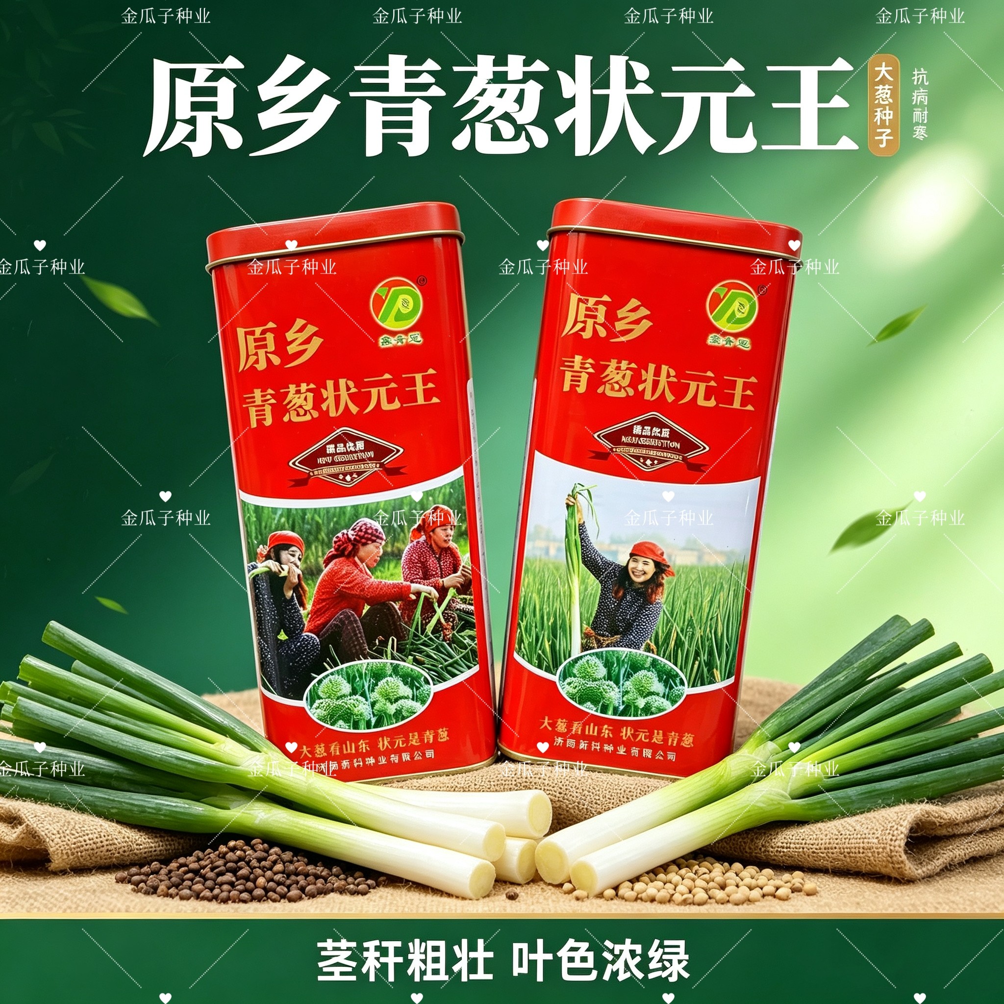 原乡青葱状元王种子杂交种耐热抗涝耐寒三系育种葱叶浓绿春秋播