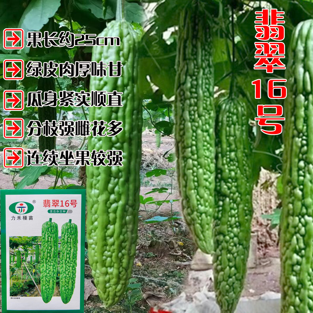 翡翠16号苦瓜种子高产特长绿皮肉厚瓜果连续坐果较强农家苦瓜种籽
