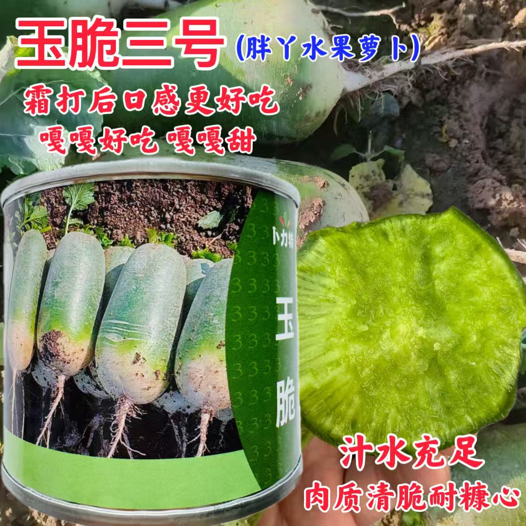 卜力特玉脆三号水果萝卜种籽青萝卜肉质脆甜翠绿无渣耐糠心春秋播