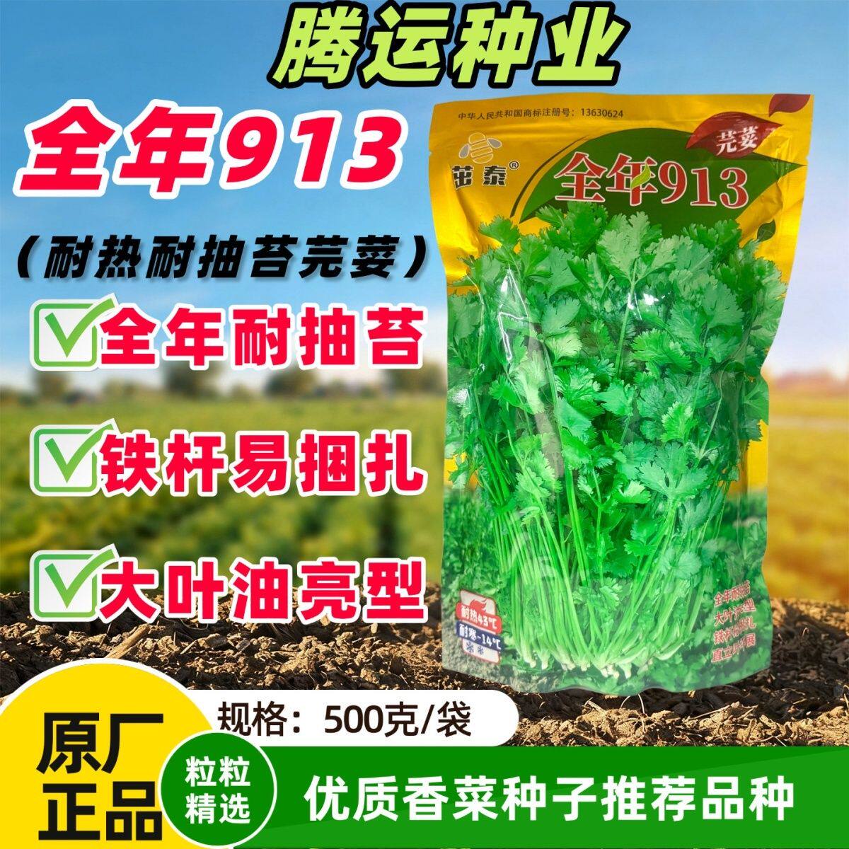 美国进口全年913铁杆大叶香菜种子芫荽种籽耐寒耐热耐抽苔四季种