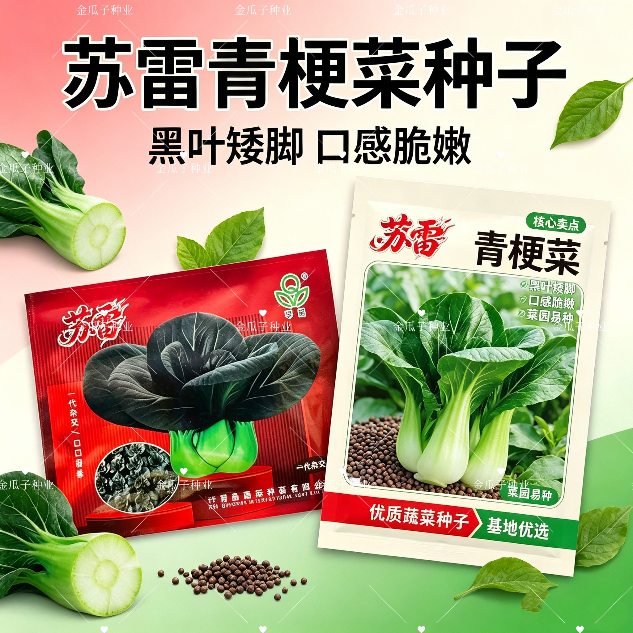 苏雷黑叶青梗菜种子一代杂交耐寒耐储运口感甜糯秋冬黑青菜种籽子