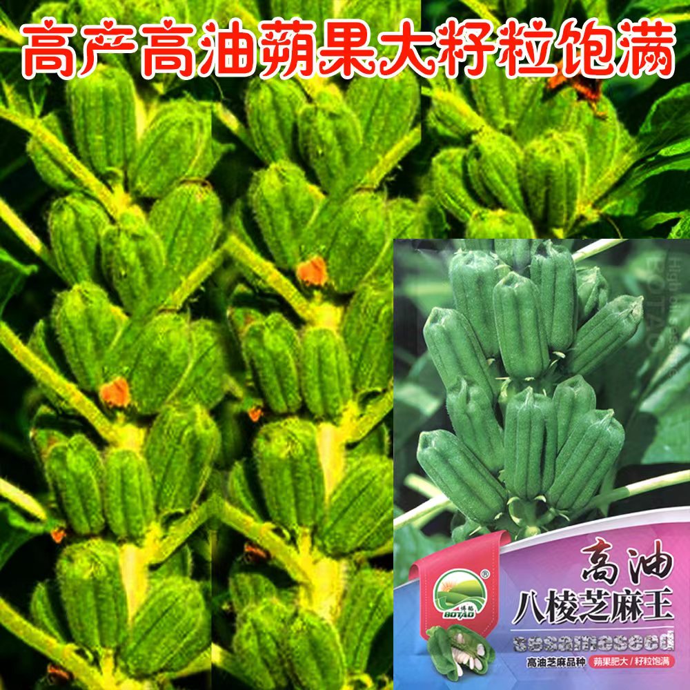 高油八棱芝麻王种子高产白芝麻芝麻种籽蒴果八棱芝麻抗病抗倒伏