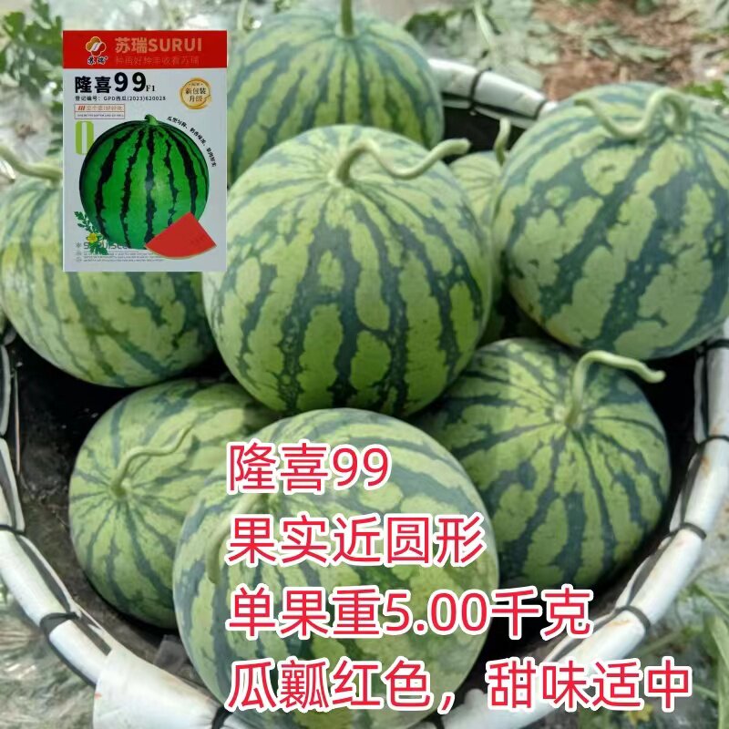 隆喜99西瓜中熟脆甜抗病高产红瓤
