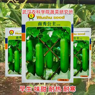 南秀公主瓠瓜种子早熟高产抗病亮绿型杂交短棒瓠子瓜种籽大田种孑