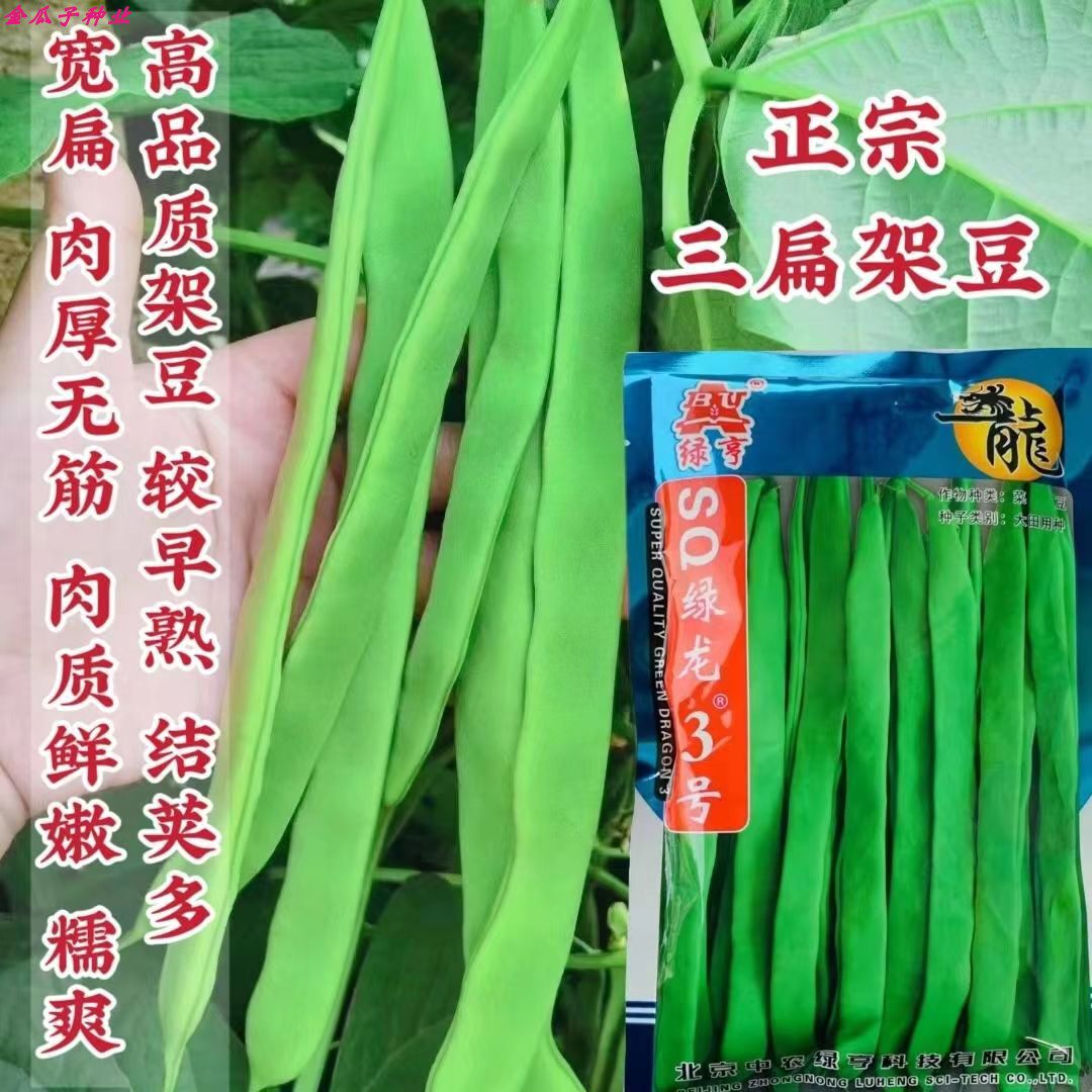 绿亨绿龙3号春季秋季高产无筋肉厚架豆种子扁豆四季豆菜豆角种籽
