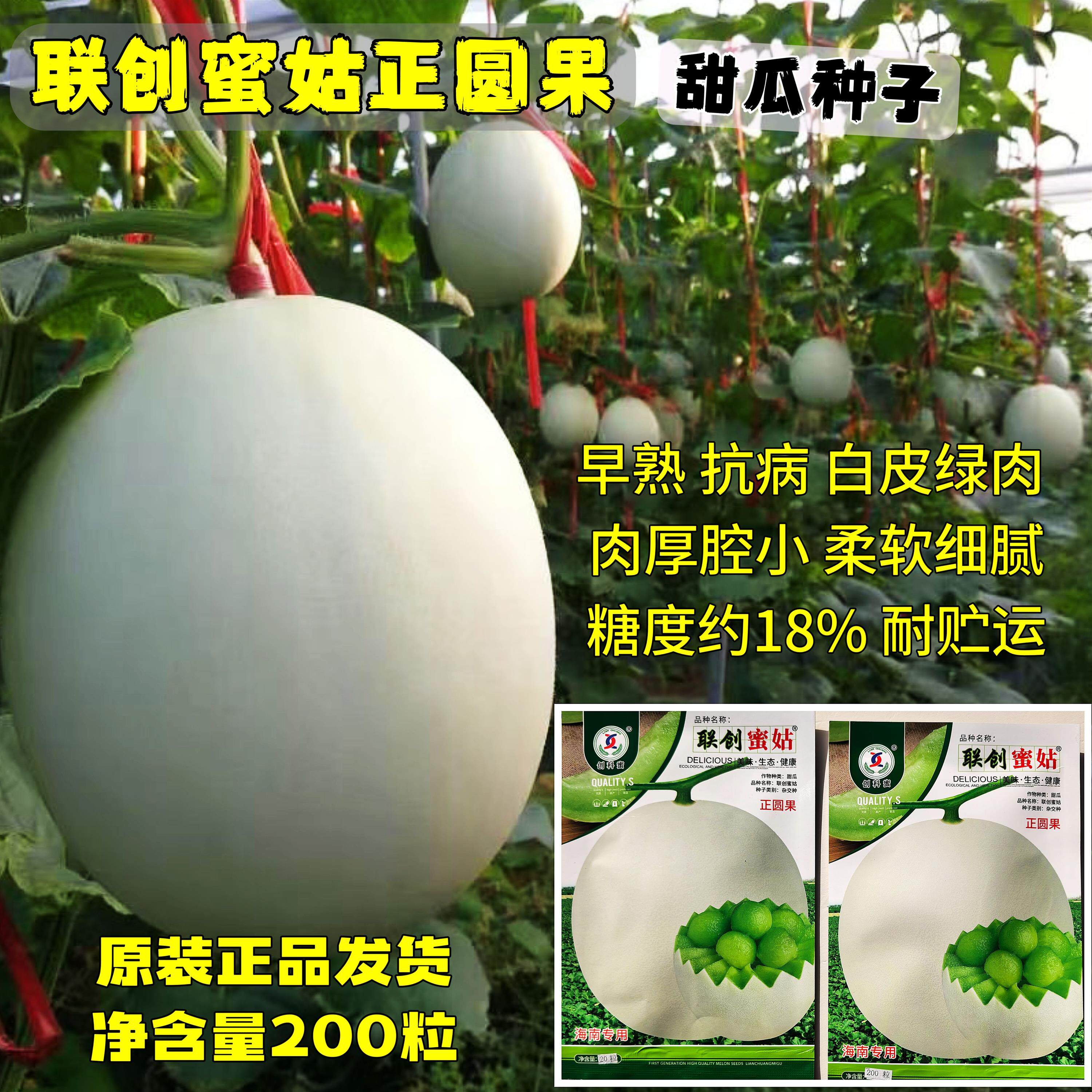联创蜜姑正圆果甜瓜种子白皮绿肉正圆果香瓜种籽超甜早熟甜瓜种子