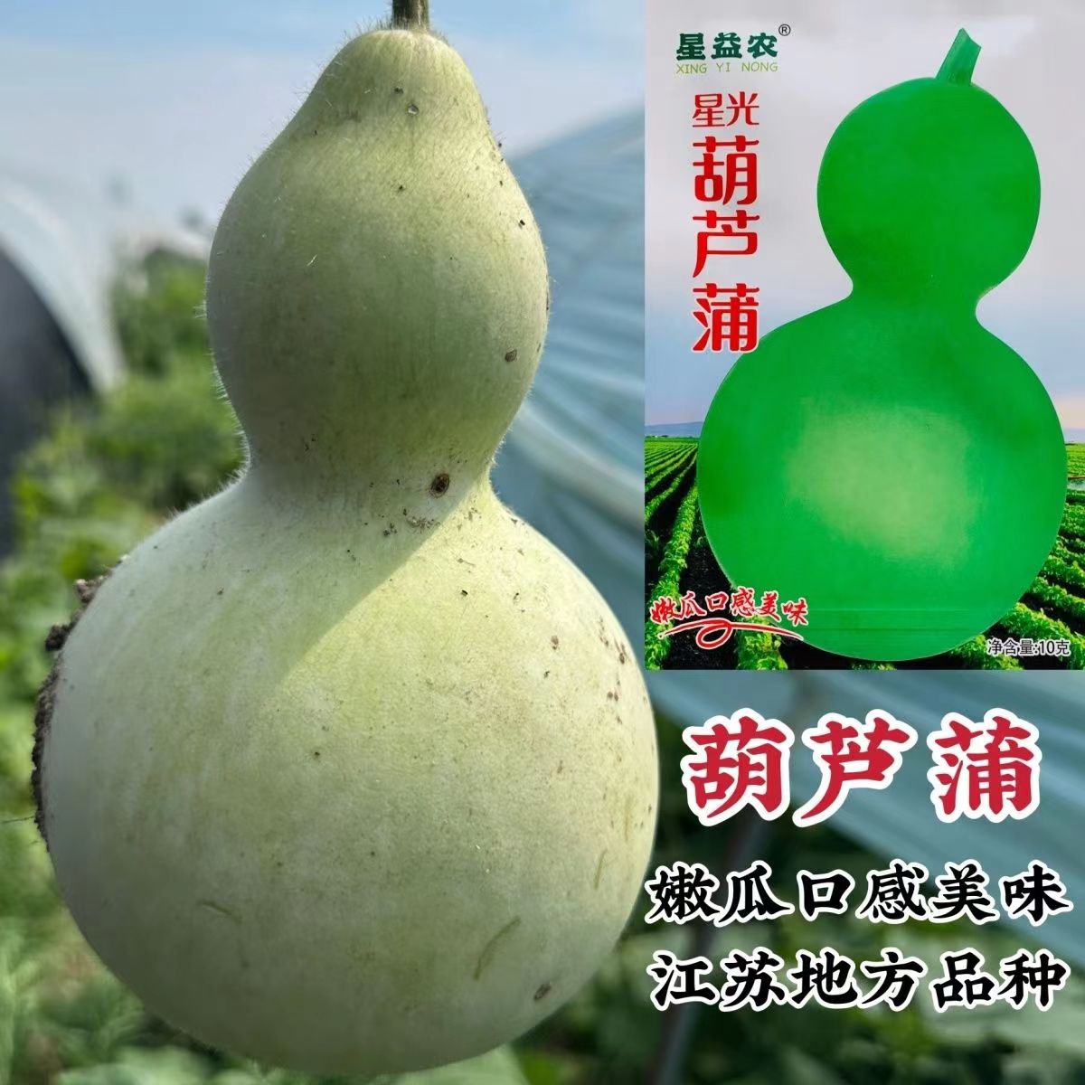星光葫芦蒲瓜种子江苏地方品种葫芦瓜种子爬藤蔬菜可观赏食用葫瓜