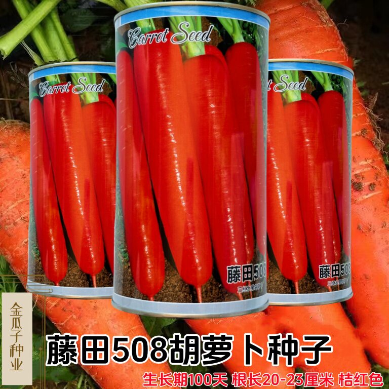藤田508胡萝卜高产抗病耐暑性强