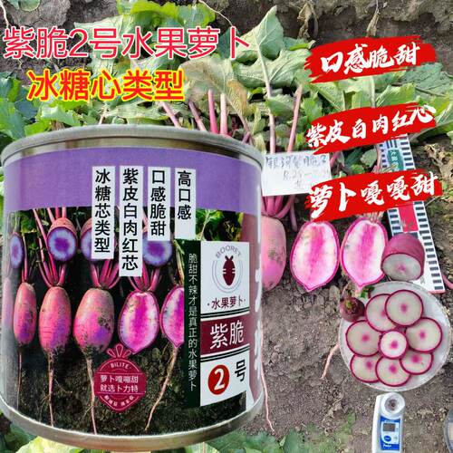 水果萝卜种子紫脆2号冰糖心萝卜种籽紫皮白肉红心口感甜脆萝卜种