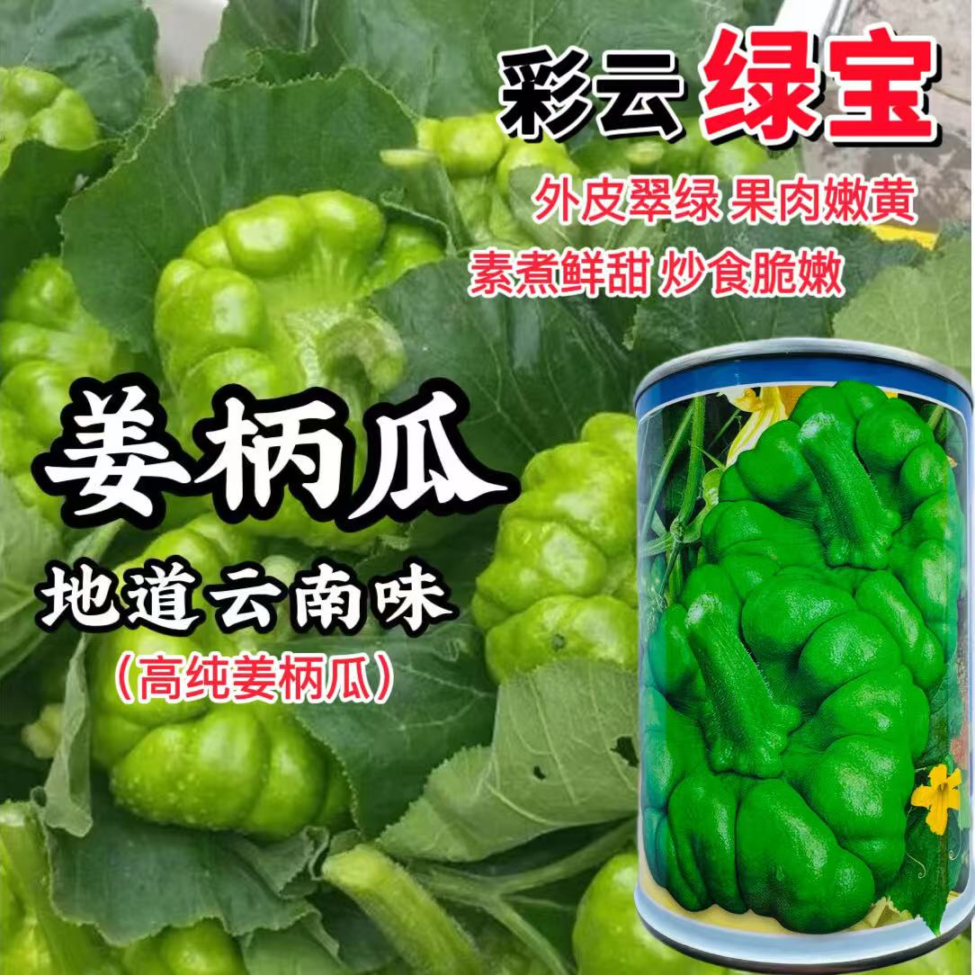 彩云绿宝姜柄瓜种子云南姜柄瓜种子爬藤小南瓜七叶瓜绿菜瓜种子