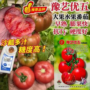 豫艺优五水果番茄种子好吃高糖柿子TY番茄粉果西红柿种子沙瓤多汁