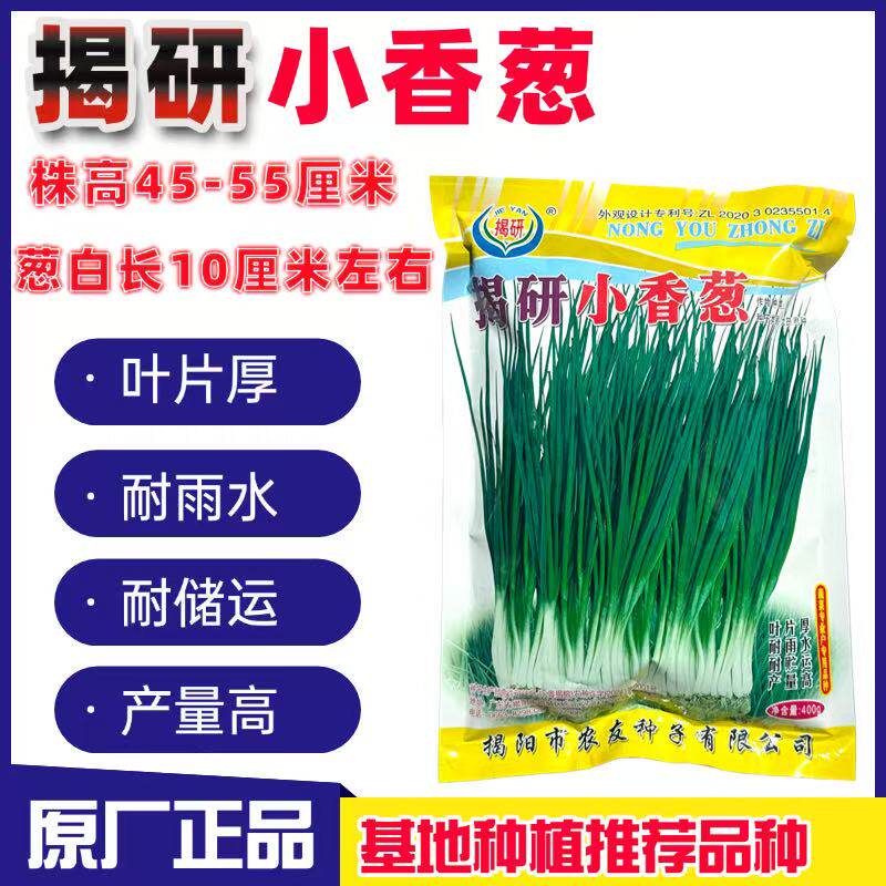 蔬菜瓜果小葱种子大全四季小香葱揭研小香葱种籽大田四季种葱高产