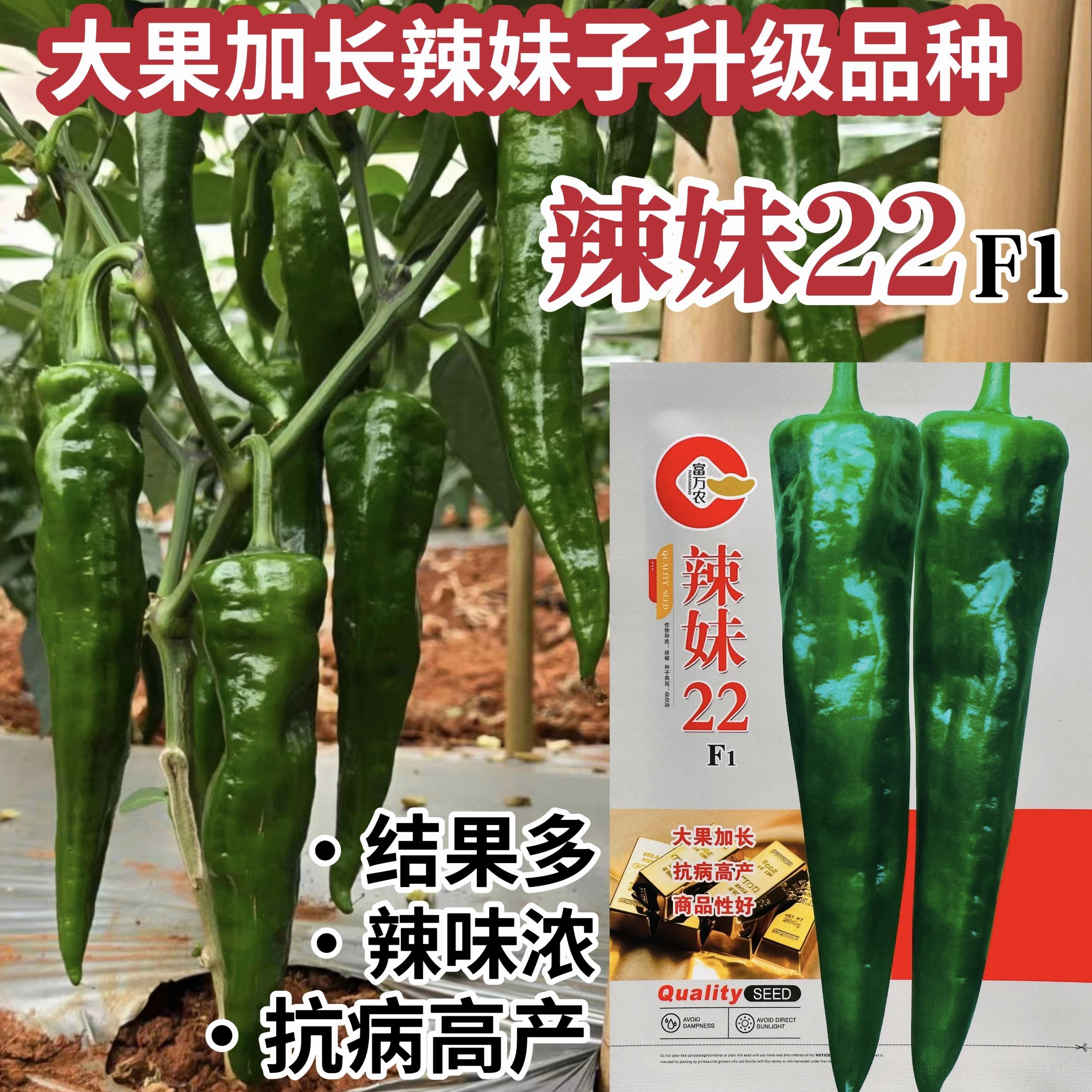 辣妹22升级大果加长辣妹子种子超辣辣椒种籽特辣青红两用辣妹子