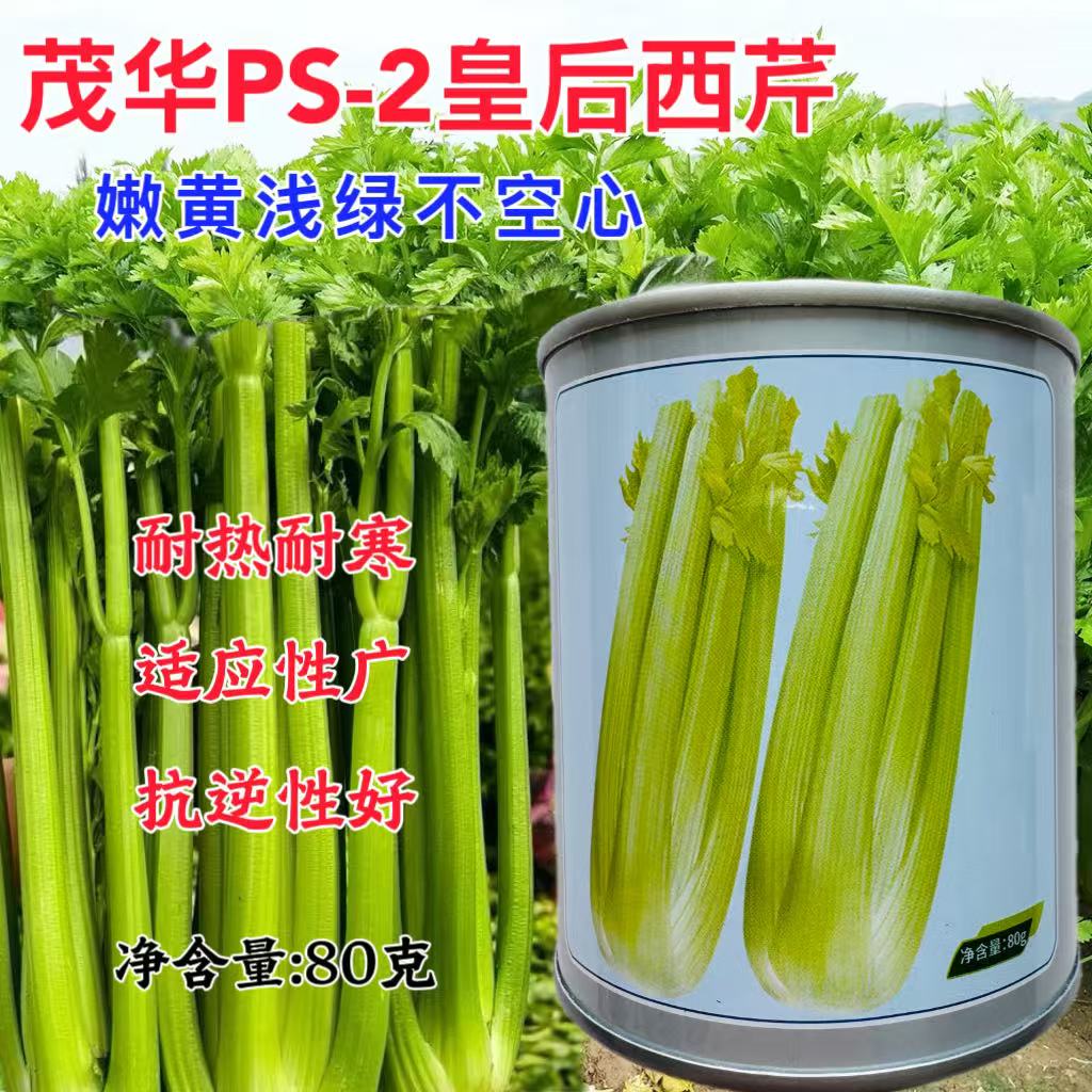 茂华PS-2皇后西芹种籽高产耐热耐寒黄嫩实心西芹芹菜种子原装包邮