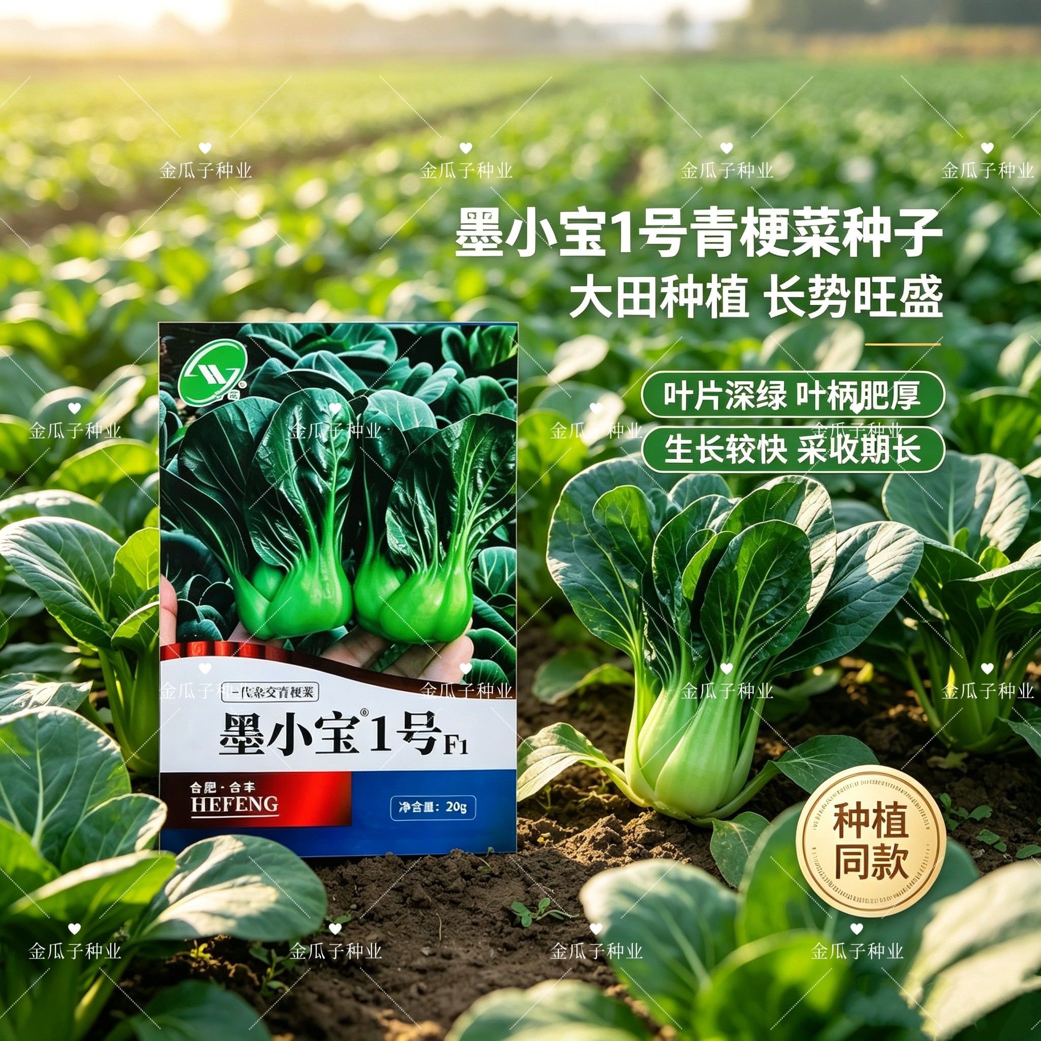 合丰墨小宝1号杂交青梗菜小青菜种子 住型矮叶柄短 肉质肥厚