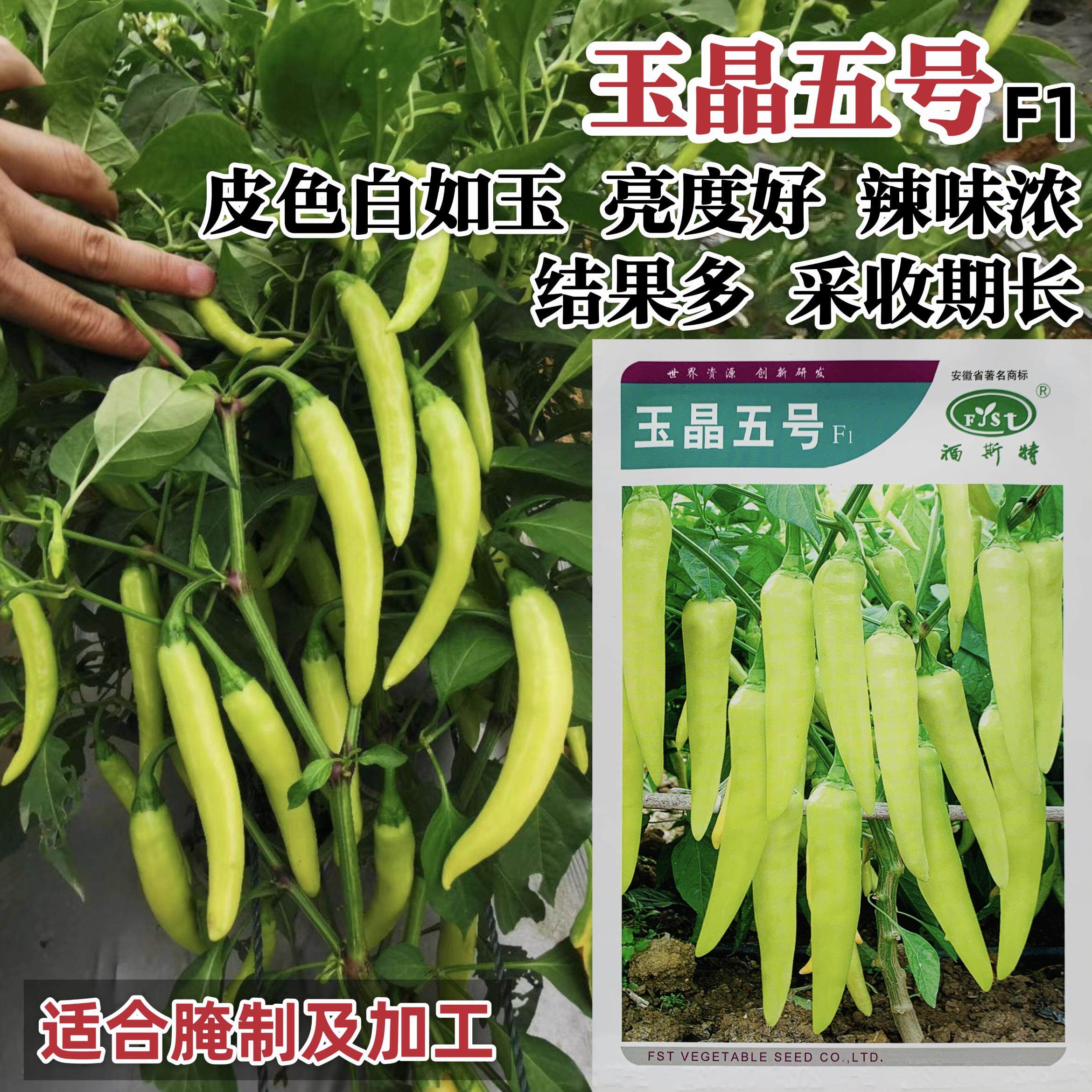 玉晶五号辣椒种子腌制加工泡椒种子白玉辣椒种籽中辣结果多