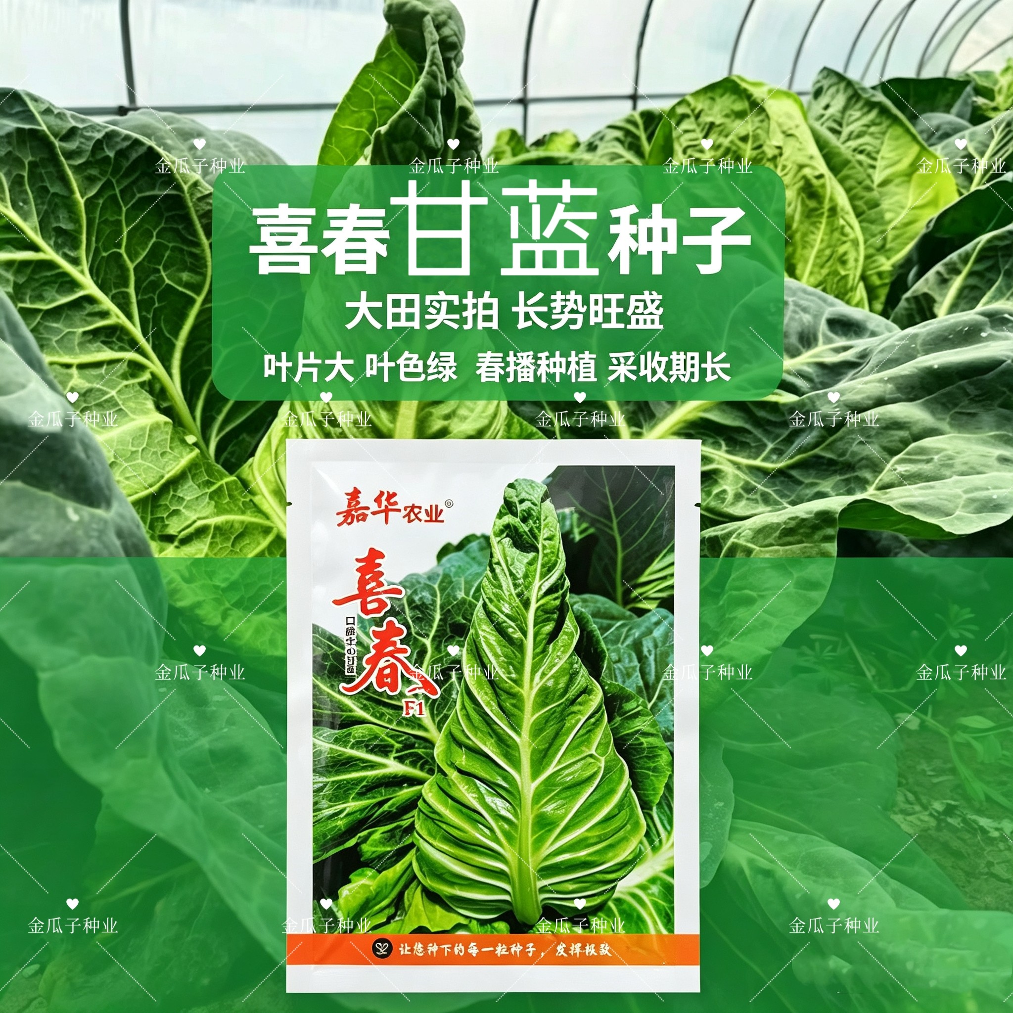 喜春杂交春秋牛心甘蓝种子 中熟品种叶球瘦尖型 结球紧实耐寒性好